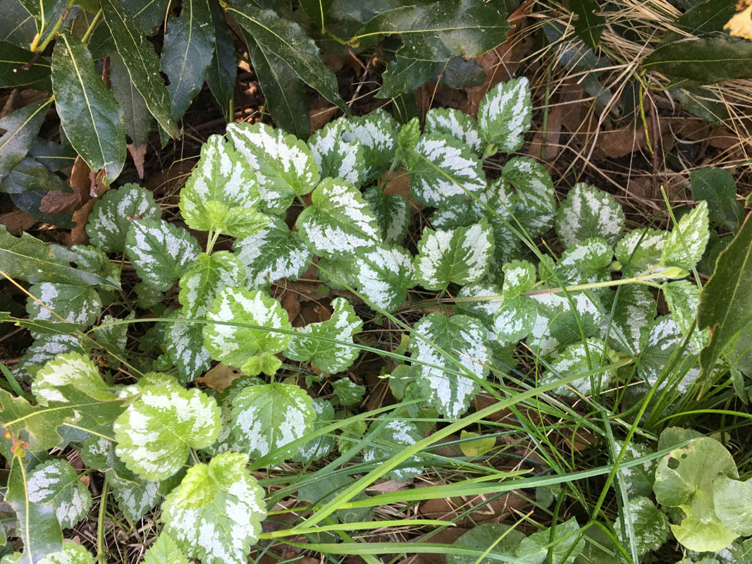 Lamiastrum galeobdolon photo